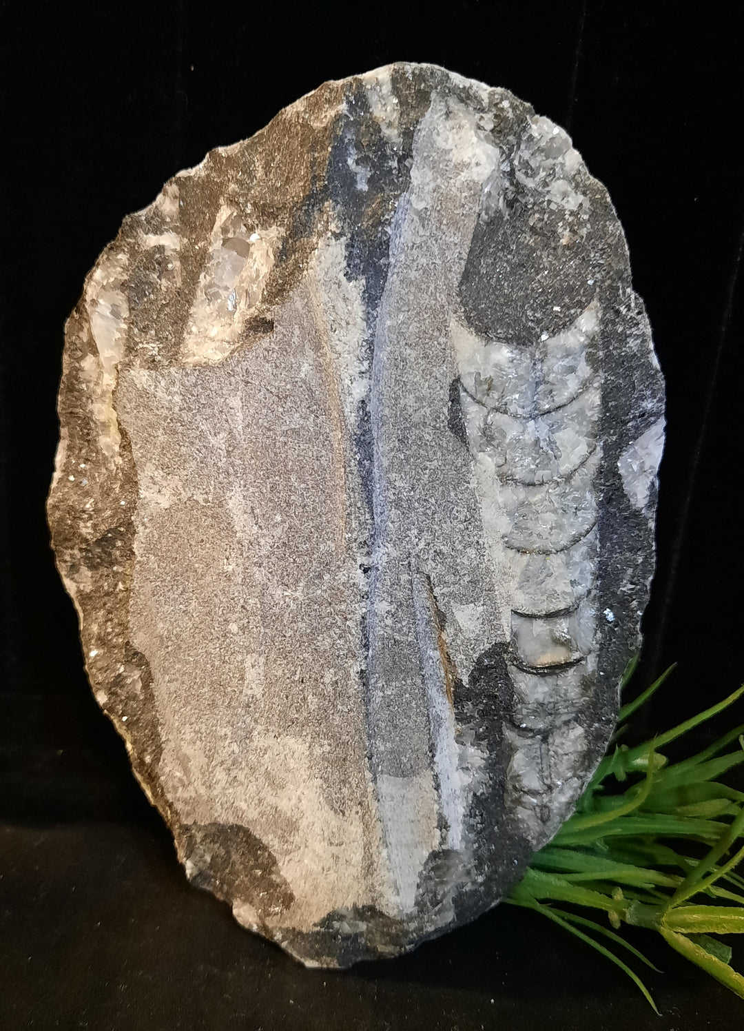 Orthoceras Fossil