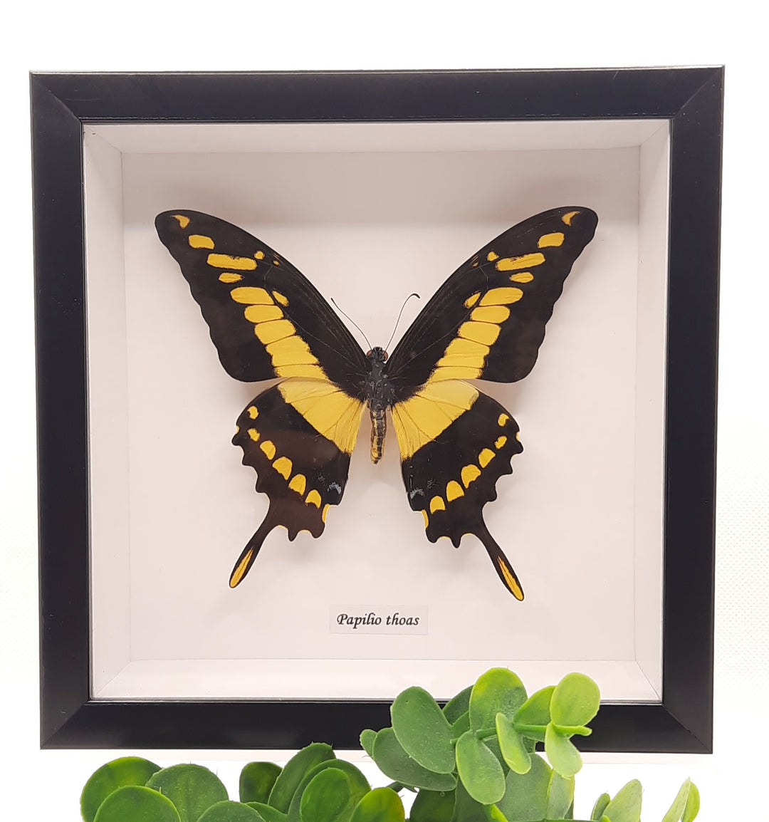 Papilio Thoas