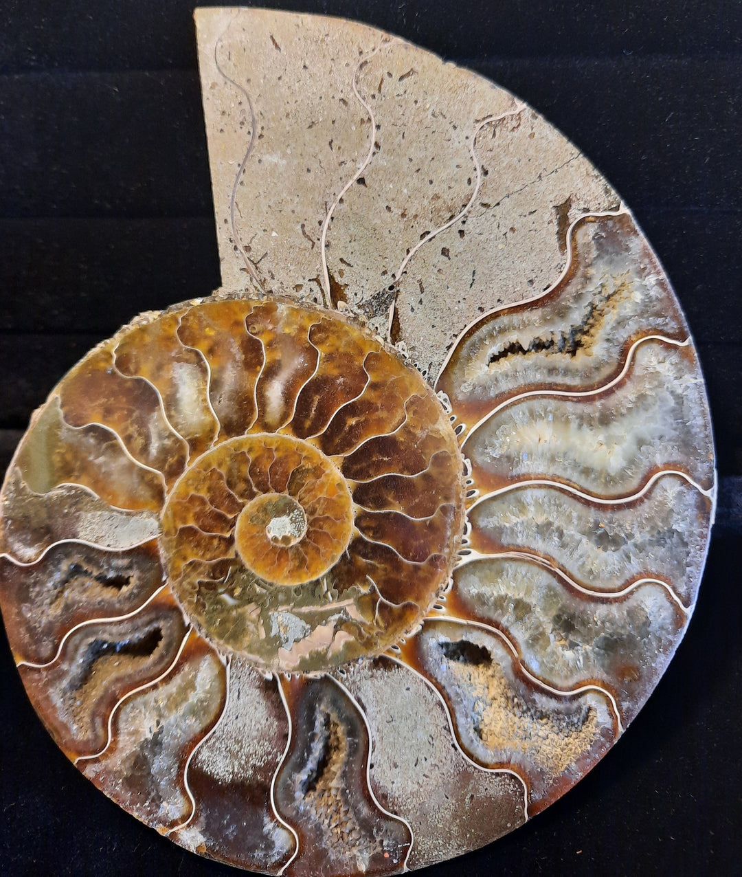 Ammonite Fossil Pair Large
