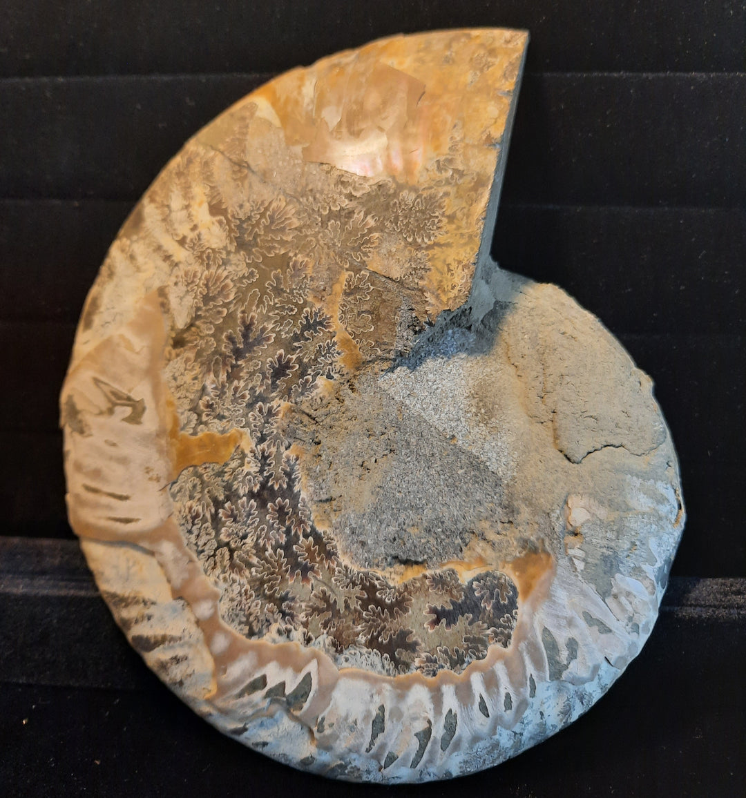 Ammonite Fossil Pair Large