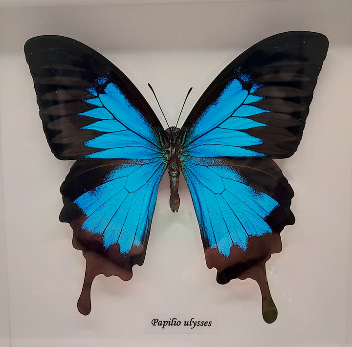 Papilio Ulysses STZBUG1