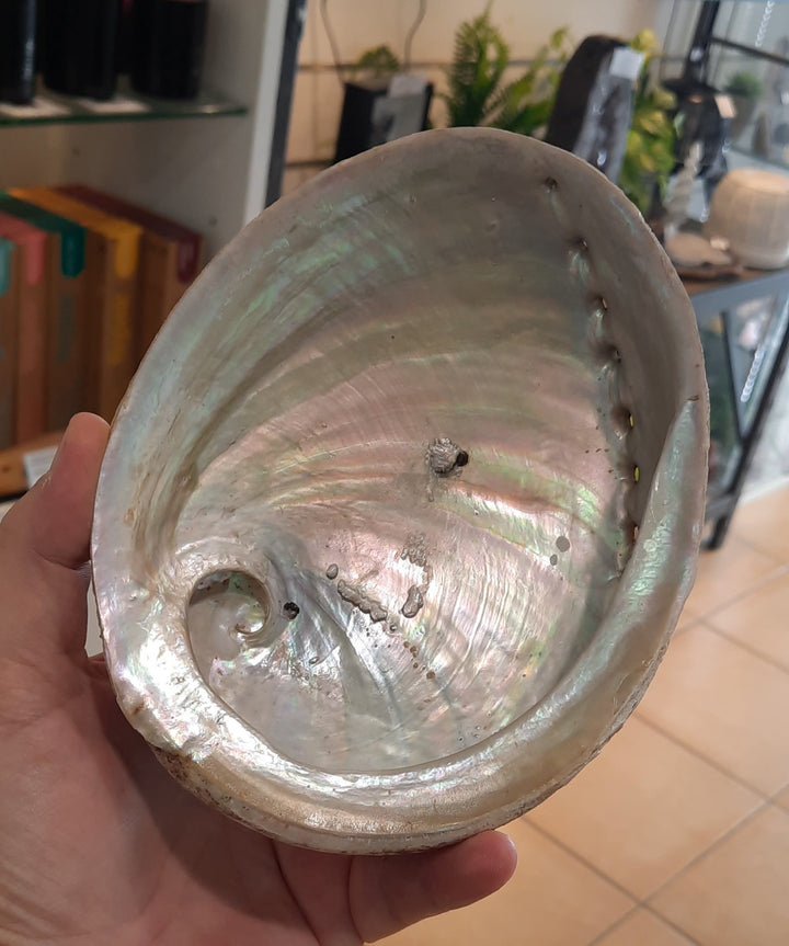 Abalone Shell Large
