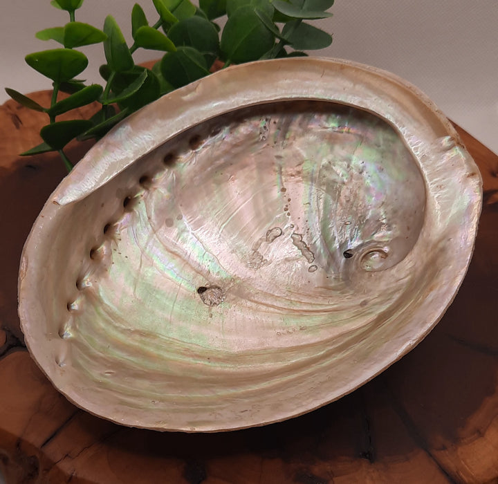 Abalone Shell Large
