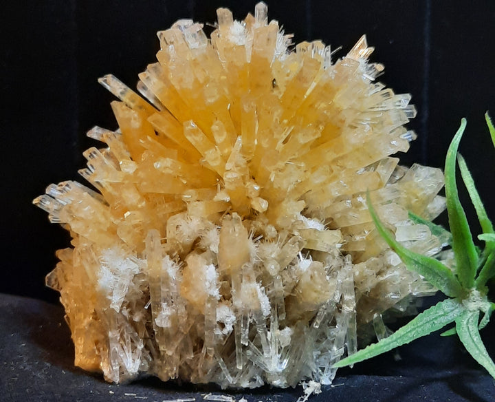 Gypsum Selenite Cluster STZ300